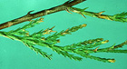 Leyland Cypress Diseases